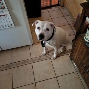 Meet your Posher, Dwight